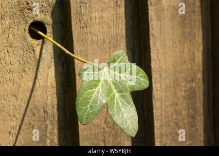 Ein einzelnes Blatt Efeu, Hedera helix, Knoten, die durch ein Loch in einer Holzwand am Rande eines Garten gewachsen ist. Dorset England UK GB Stockfoto