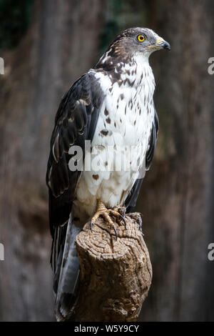 Europäische Wespenbussard weiblich, auf Baumstamm gehockt Stockfoto