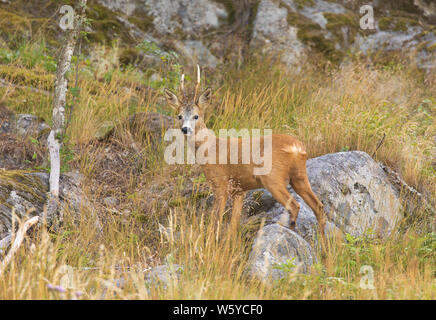 Rehe, Hyla arborea, Hirsche mit Hörnern, die in der Wild, auf der Hut wie immer, wenn es um die Fauna und Flora. Stockfoto