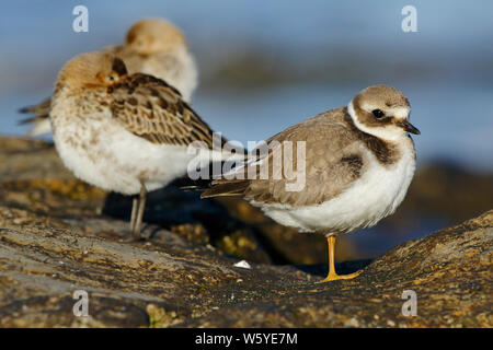 Gemeinsame plover (Charadrius hiaticula), mit Winter Gefieder ruht auf einem Felsen. Asturien, Spanien Stockfoto