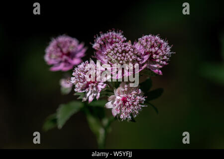 Nahaufnahme, geschossen von lila und weißen Astilbe (große masterwort) Blüten mit dunklem Hintergrund Stockfoto