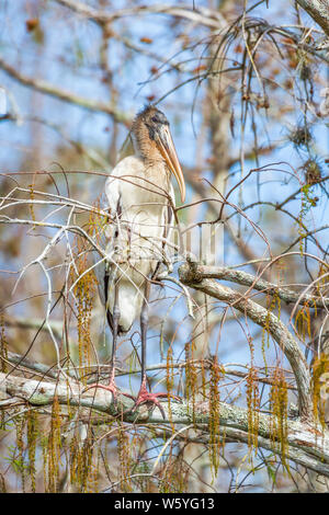 Holz Stork (Mycteria americana) auf einem Baum in Big Cypress National Preserve thront. Florida. USA Stockfoto