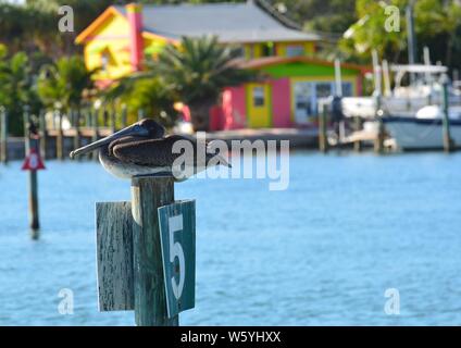 Florida Braunpelikan sitzen auf Nummer fünf (5) Intracoastal Waterway (ICW) Kanal marker Post mit tropischen bunten Haus oder Hütte, Palmen ein Stockfoto