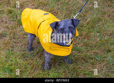 New Milton, Hampshire, UK. 30. Juli 2019. Menschenmassen strömen zu den ersten Tag des neuen Wald & Hampshire County Show auf einem nassen windigen matschig schlammigen Tag. Credit: Carolyn Jenkins/Alamy leben Nachrichten Stockfoto