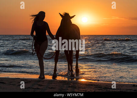 Reiterin/weibliche Reiterin aus dem Wasser mit Pferd am Strand bei Sonnenuntergang an der Nordseeküste Stockfoto