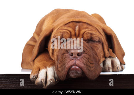 Adorable kleine Bordeauxdogge Welpen ist schlafen auf einem Tisch auf weißem Hintergrund Stockfoto