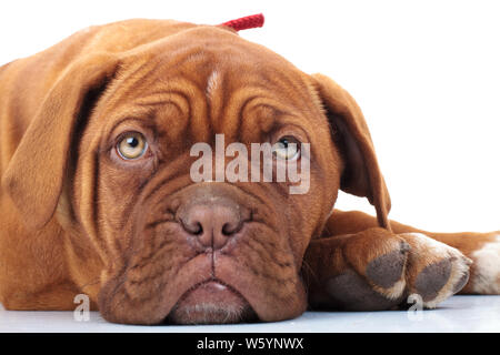 Nahaufnahme einer Bordeauxdogge Welpen liegen auf weißem Hintergrund Stockfoto