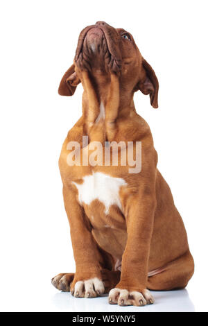 Wenig Bordeauxdogge Welpen Hund sitzt und schaut oben auf weißem Hintergrund Stockfoto