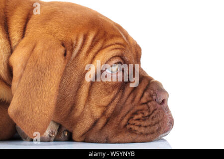 Seite closeup Bild von einem verschlafenen traurig Bordeauxdogge Welpen liegen auf weißem Hintergrund Stockfoto