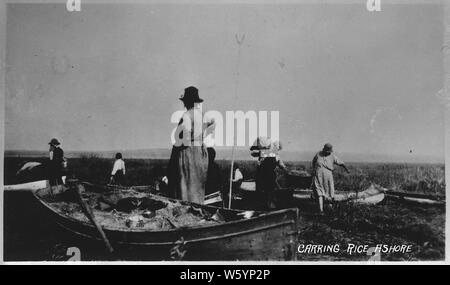 Wilder Reis der Ernte und Verarbeitung; Umfang und Inhalt: Serie von Fotos, die verschiedene Aspekte der wilden Reis ernten. Stockfoto