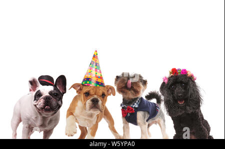 Vier kleine süße Hunde bereit für eine Party auf weißem Hintergrund Stockfoto