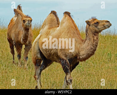 Ein paar braune zwei Humped baktrischen Kamel (Camelus bactrianus), mit kurzen Sommer Fell und schwarze Knie wandern durch hohe, trockenes Gras unter einer leichten Stockfoto