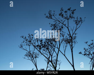 Silhouette der herbstlichen Kuh Petersilie aus der Art geschlagen, Anthriscus sylvestris Stockfoto