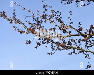 Blumen auf persischem Eisenholz (Parrotia persica) gegen einen blauen Februarhimmel. Sissinghurst, Kent, Großbritannien Stockfoto