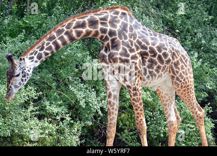 Große erwachsene männliche Giraffe mit Hals nach unten gebogen, großen schwarzen Augen, lange braune und schwarze Nobs auf Kopf, schwarz und Kastanie starburst Flecken, und cremig underb Stockfoto