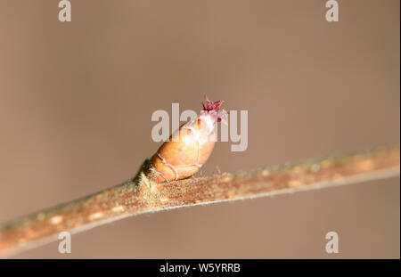 Die unerhebliche windbestäubte weibliche Blüte mit roten Haselstylen (Corylus avellana). Der Haselbaum ist einhäusig Stockfoto