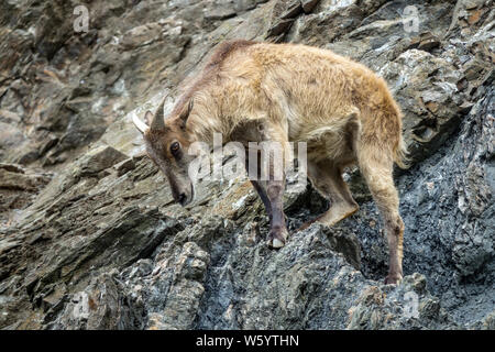 Himalayan Tahr Hemitragus jemlahicus,, eine große montain Ziege, steht auf Rock Stockfoto