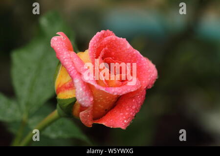 Mein Garten Rose Stockfoto