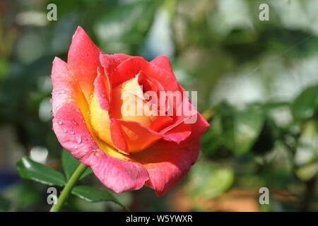 Mein Garten Rose Stockfoto