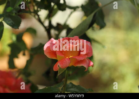 Mein Garten Rose Stockfoto