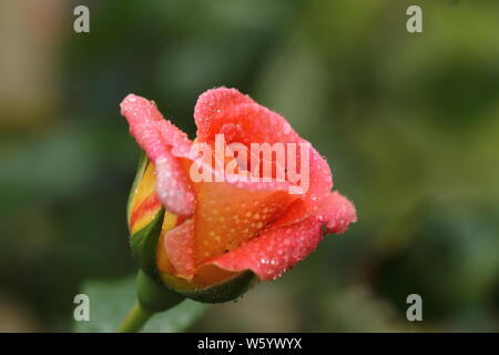 Mein Garten Rose Stockfoto