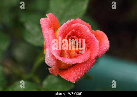 Mein Garten Rose Stockfoto