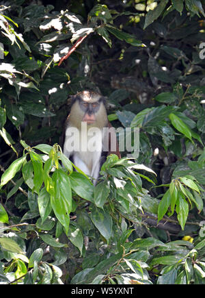 Vorderansicht eines Grenada mona Affen (Cercopithecus Mona) sitzen in einem dunklen Grün Baum mit hellbraunen Augen, eine schwarze Gesichtsmaske, rosa Schnauze, cremige Bea Stockfoto