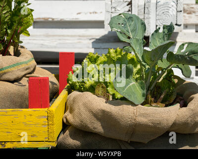 Verschiedene Gemüse in Säcke gepflanzt an einem sonnigen Tag im Sommer, Mangold (Beta vulgaris ssp. vulgaris), Salat (Lactuca sativa) Stockfoto