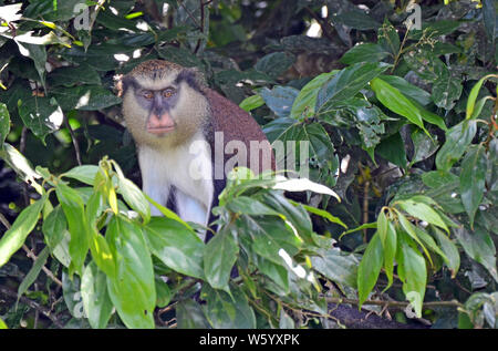 Vorderansicht eines Grenada mona Affen (Cercopithecus Mona) sitzen in einem dunklen Grün Baum mit hellbraunen Augen, eine schwarze Gesichtsmaske, rosa Schnauze, cremige Bea Stockfoto