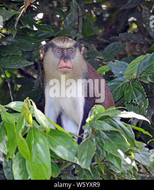 Vorderansicht eines Grenada mona Affen (Cercopithecus Mona) sitzen in einem dunklen Grün Baum mit hellbraunen Augen, eine schwarze Gesichtsmaske, rosa Schnauze, cremige Bea Stockfoto