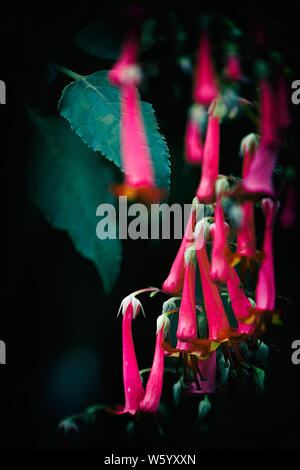 Golden-Beard penstemon Stockfoto