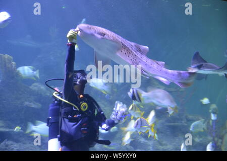 Saison Sommer am Aquarium, Skegness Skegness, Lincolnshire, Großbritannien. Hund, Fische und Taucher Fütterung der Fische im Aquarium. Stockfoto