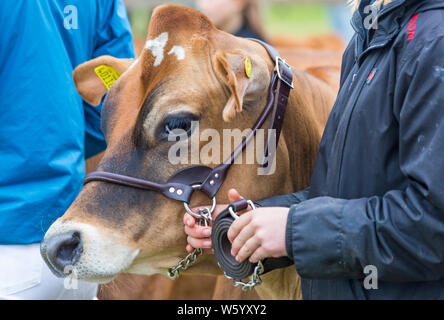 New Milton, Hampshire, UK. 30. Juli 2019. Menschenmassen strömen zu den ersten Tag des neuen Wald & Hampshire County Show auf einem nassen windigen matschig schlammigen Tag. Credit: Carolyn Jenkins/Alamy leben Nachrichten Stockfoto