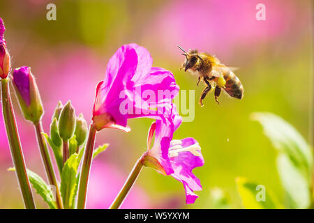 Nahaufnahme eines westlichen Honigbiene oder der Europäischen Honigbiene (Apis mellifera) Fütterung Nektar von Pink große haarige Weidenröschen Epilobium hirsutum Blumen Stockfoto