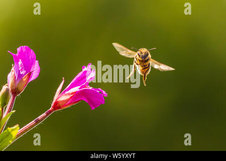 Nahaufnahme eines westlichen Honigbiene oder der Europäischen Honigbiene (Apis mellifera) Fütterung Nektar von Pink große haarige Weidenröschen Epilobium hirsutum Blumen Stockfoto