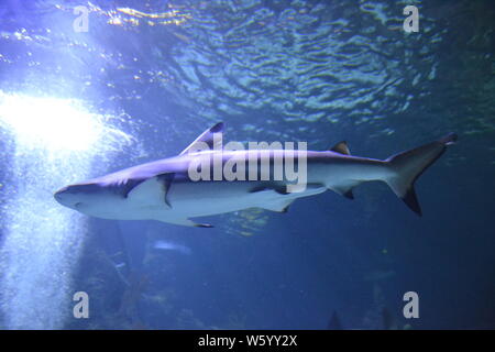 Saison Sommer am Aquarium, Skegness Skegness, Lincolnshire, Großbritannien. Hai im Aquarium. Stockfoto