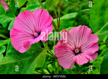 Zwei schöne Blumen rosa Lavatera (malvaceae) oder jährliche, Rose, Royal oder Regal Malve im Garten hautnah. Gartenbau Floristik Konzept Stockfoto