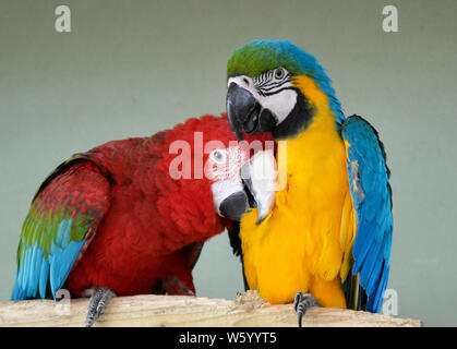 Ara Papageien im Lincolnshire Wildlife Park, Friskney, Boston, Lincolnshire, Großbritannien Stockfoto