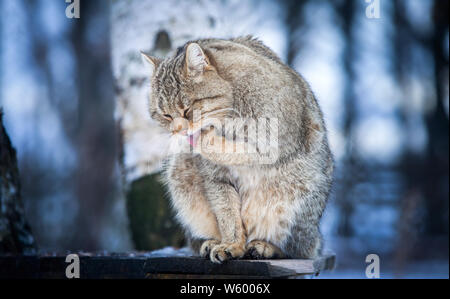 Schönen wilden Katze im Winter Stockfoto