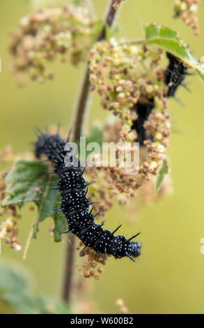 Tagpfauenauge Caterpillar auf Brennnessel (Urtica dioica), England, Großbritannien Stockfoto