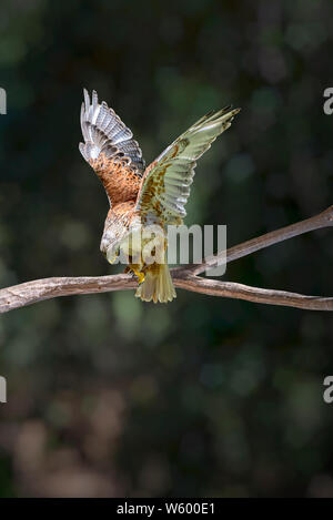 Eisenhaltige Hawk (Buteo regalis) Landung auf einem Baum brach mit Flügel öffnen, Grün bokeh Hintergrund. Stockfoto