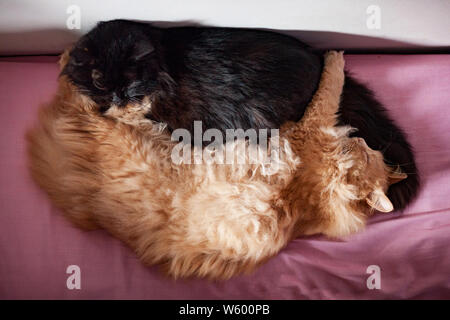 Schwarz und Orange Katzen schlafen in der Nähe von einander Stockfoto