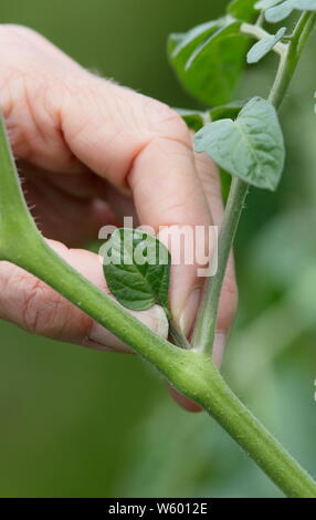 Von Solanum Lycopersicum weet Millionen". Entfernen der Seitentriebe auf eine tomatenpflanze von Hand im Juni. Großbritannien Stockfoto