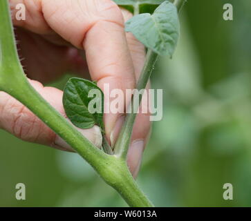 Von Solanum Lycopersicum weet Millionen". Entfernen der Seitentriebe auf eine tomatenpflanze von Hand im Juni. Großbritannien Stockfoto