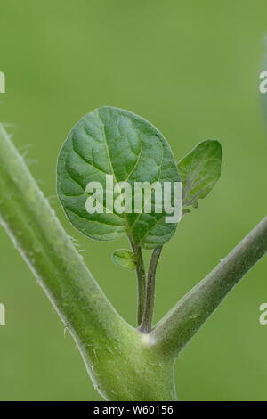 Von Solanum Lycopersicum weet Millionen". Entfernen der Seitentriebe auf eine tomatenpflanze von Hand im Juni. Großbritannien Stockfoto