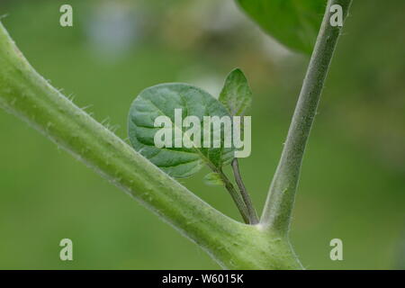 Von Solanum Lycopersicum weet Millionen". Entfernen der Seitentriebe auf eine tomatenpflanze von Hand im Juni. Großbritannien Stockfoto