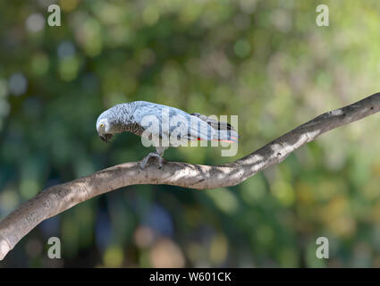 Graupapagei oder Kongo Graupapagei (Psittacus erithacus) auf einem Baum mit grünen bokeh Hintergrund.. Stockfoto