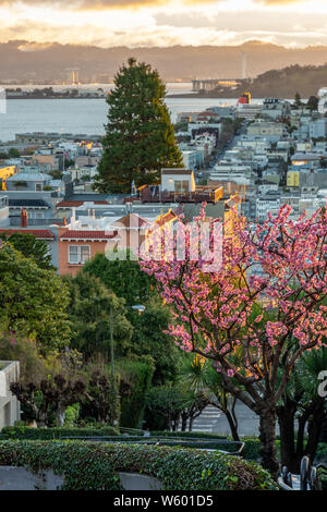 Sakura Blüten auf Die krummste Straße der Welt der Lombard Street. San Francisco ist im frühen Morgenlicht. Stockfoto
