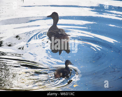 An der Oberfläche der Behälter schwimmt nach Wild Duck mit einem kleinen Entlein. Wild Bird. Stockfoto