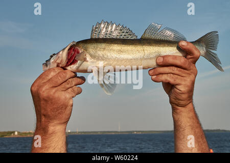 Zander gefangen in den Händen von einem Fischer in der Nähe nach oben gegen den Himmel Stockfoto